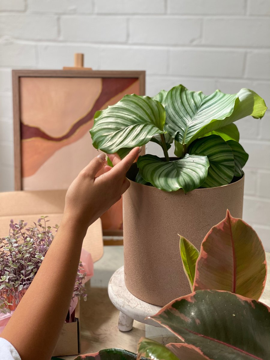 pop_wilder's tweet photo. We took this pic during a Valentine's Day shoot and to be honest we will never love a plant more than we love the calathea orbifola. We can't wait til spring and summer to see these babes come back juicy and lush xx dm to organise a lil styling session in your home or office or p https://t.co/lRBmKX01U4