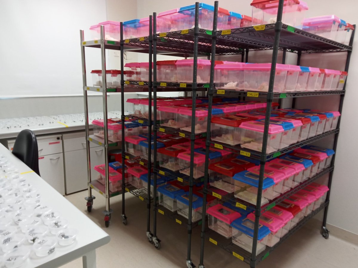 Dr Tiffany Kosch π©βπ¬ π€ΏπΈπ§¬ (@takosch) on Twitter photo I'm excited to announce we have started our first large Bd-challenge study in corroboree frogs. This project has been many years in the making. We will be investigating the genetic basis of immunity in this critically endangered species <a href="/OneHealthRes/">One Health Research</a> @FVASunimelb <a href="/MicrobeMik/">Mikaeylah Davidson @microbemik.bsky.social</a> πΈπ§¬ I'm excited to announce we have started our first large Bd-challenge study in corroboree frogs. This project has been many years in the making. We will be investigating the genetic basis of immunity in this critically endangered species <a href="/OneHealthRes/">One Health Research</a> @FVASunimelb <a href="/MicrobeMik/">Mikaeylah Davidson @microbemik.bsky.social</a> πΈπ§¬