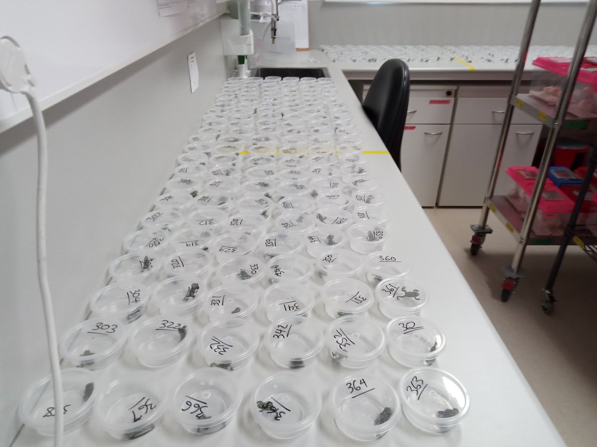 Dr Tiffany Kosch (tiffanykosch.bsky.social)👩🔬🤿 tweet media