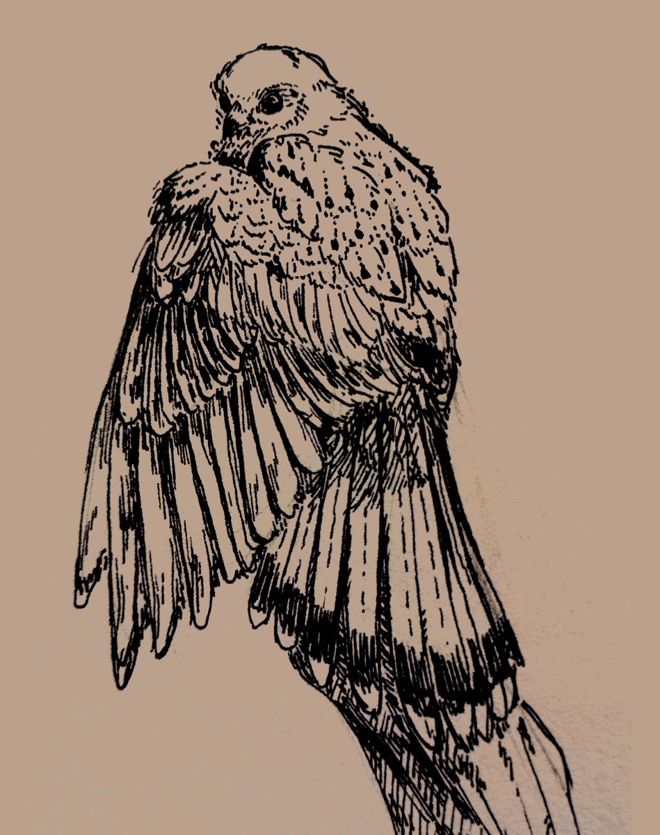 Crowberri tweet media