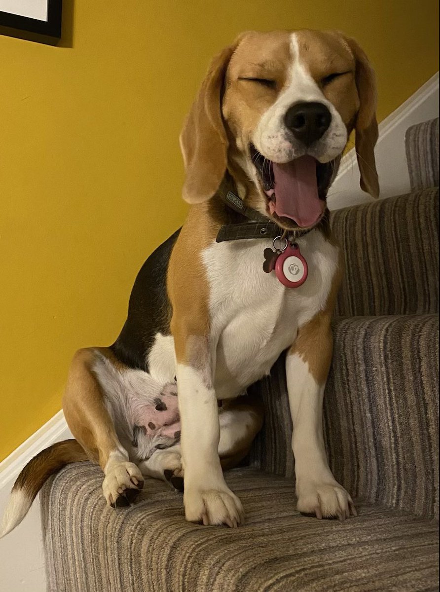 MoochMooch19's tweet photo. I fink it’s beagle bedtime. It’s tiring being dis cute #beaglefacts #beagle #dogsoftwitter https://t.co/pL8EI93TPz
