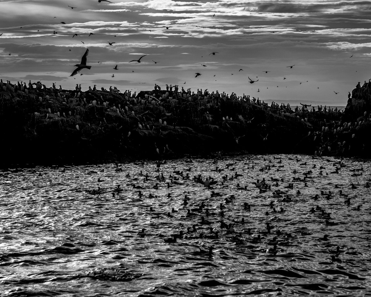 Seabirds on the Farne Islands -surely one of the wonders of the natural world!