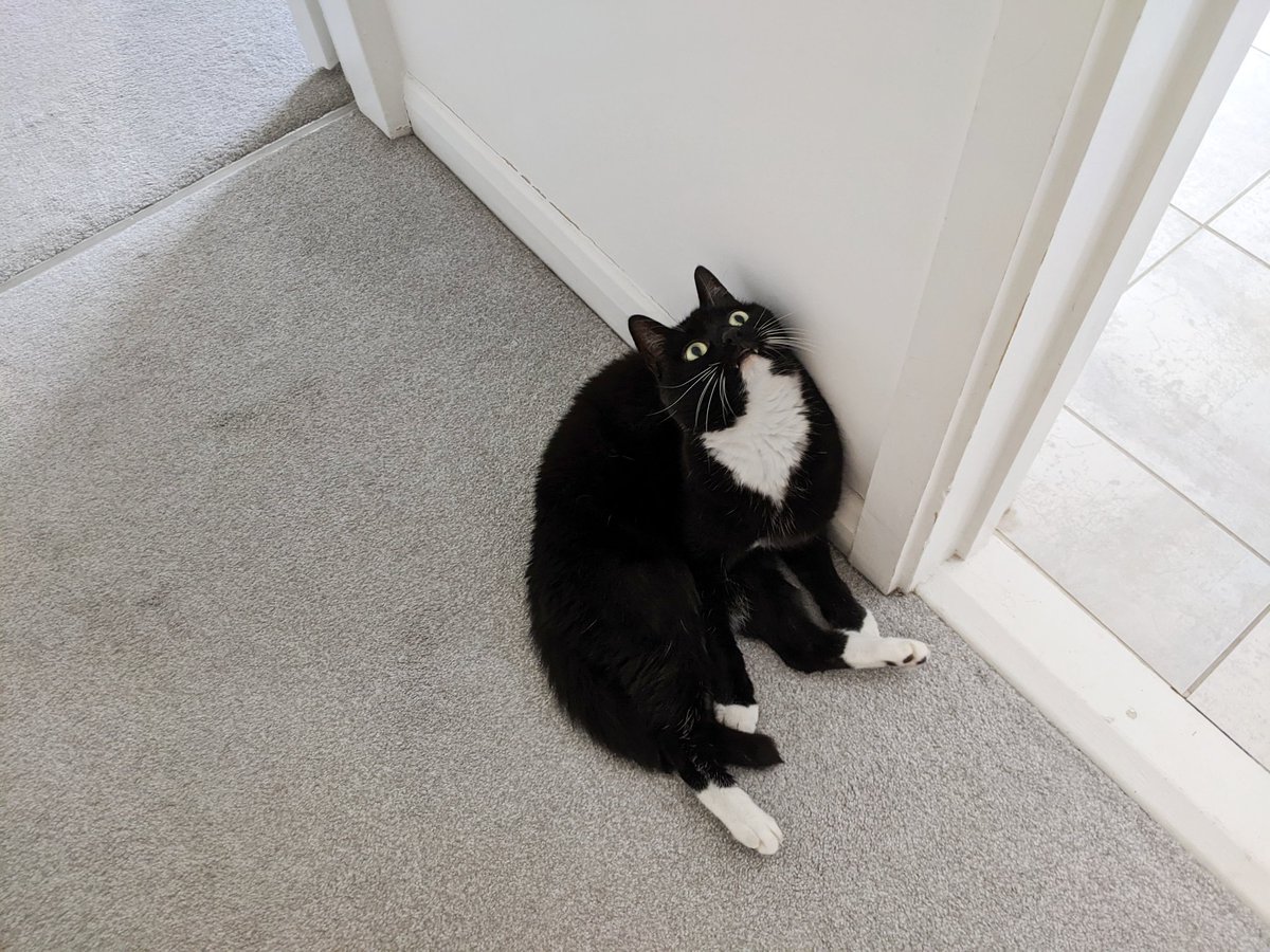 CuriousZelda's tweet photo. I used to work an office job
But I was in a rut
So now I have a new position 
Sitting on my butt https://t.co/G3lY32E35e