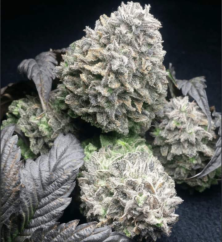 WeedDelux's tweet photo. Snow Balls ❄ ou Jack Frost 🥶
#weedlife #weedsmokers #CannabisCommunity #FranceVerte #TheGreenNation #CannabisMedicinal #Cannabislegalisierung 
#weedcommunity #weedlife #cannabisculture #Grower #MasterGrower https://t.co/XeMxJx7ZeL