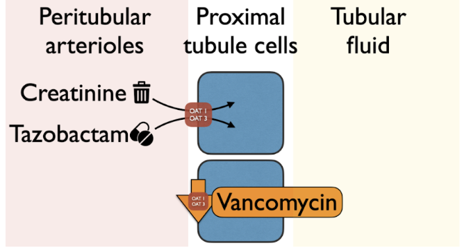 NephJC's tweet photo. Both Piperacillin &amp; Tazobactam are substrates for OAT1&amp;3, the organic anion transporters, &amp; Vancomycin suppresses expression of these pumps. Is rise in creatinine reflective of true renal injury? #NephJC https://t.co/yhaFnmJIrl