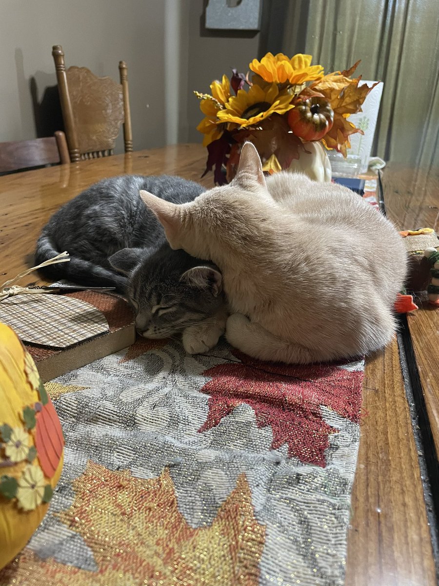 CrazyCatMom74's tweet photo. Louie and Mel Mel Cream snuggled up 🥰#bestfriends #CatsOfTwitter https://t.co/UPBDsrbYXD