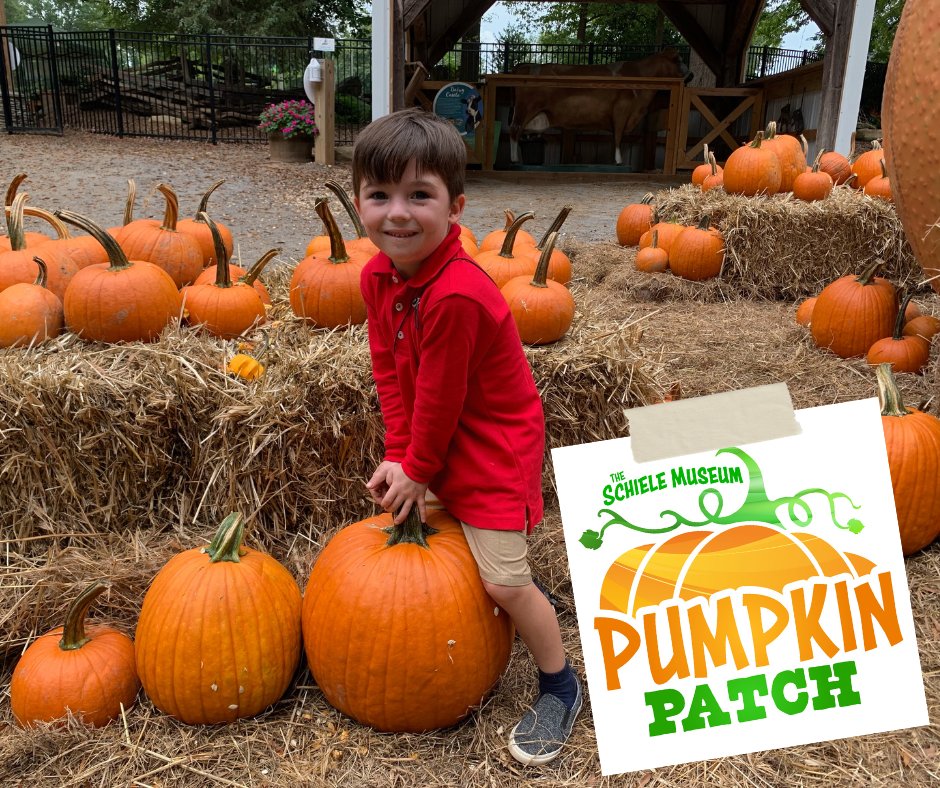 The_Schiele's tweet photo. Pumpkins arrive at The Schiele on September 24! ππ
Whether you're planning a family visit, school field trip, Outreach program, or group photos, The Schiele's Pumpkin Patch events have got you covered! π§‘π
Link in bio for more info!
#SchielePumpkinPatch
#ncpumpkins https://t.co/JanxVxArvK