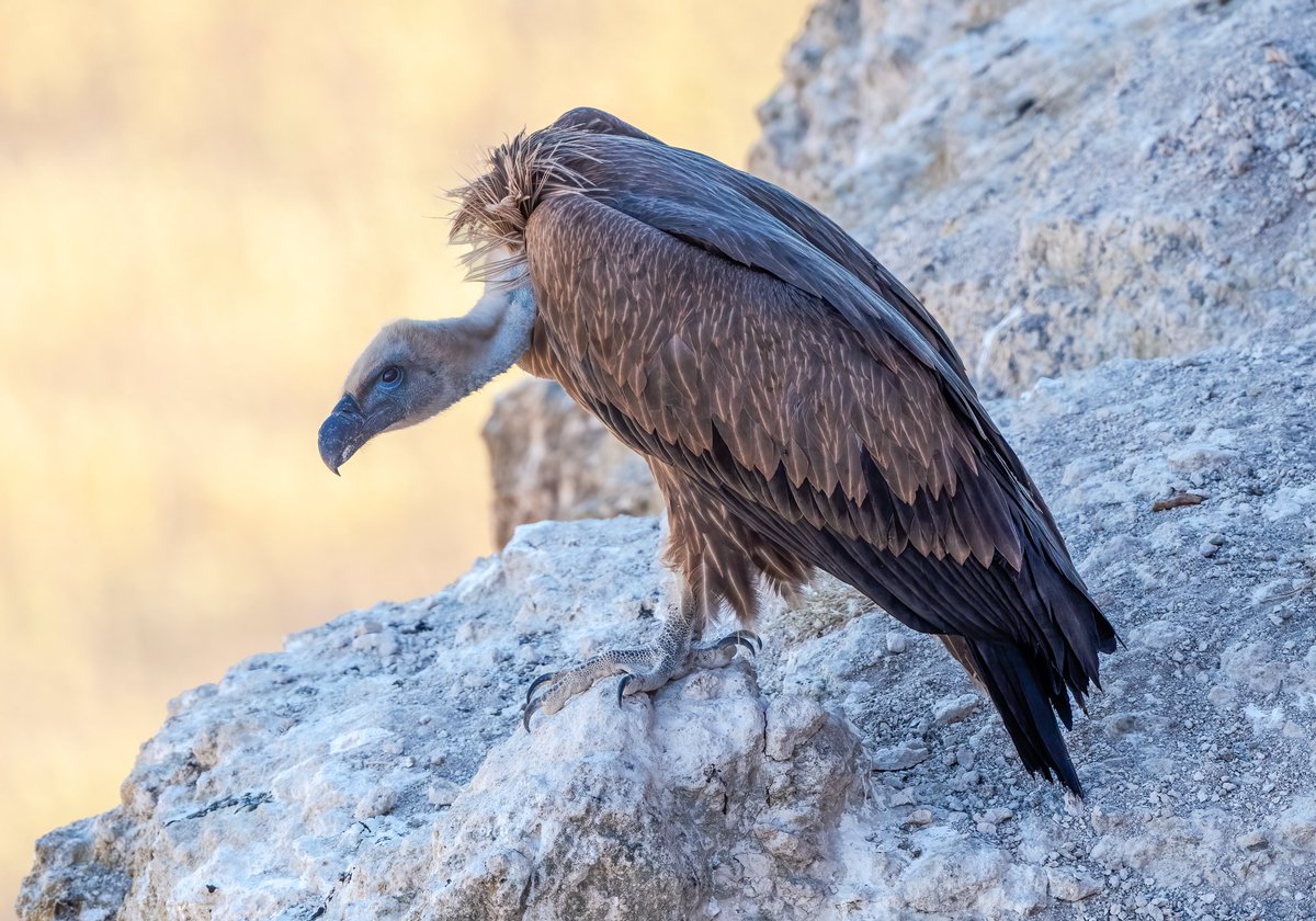 A fine griffon vulture at rest. Got to this vantage point carefully, very carefully on my backside. #birdphotography #birdwatching #wildlifephotography #birds