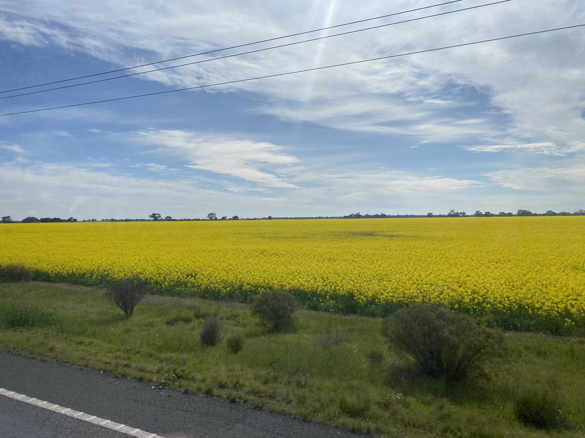 LeeV1800's tweet photo. Day two of the Southern Panel tour was just as fantastic as the first. Lots of canola fields and trial sites throughout the area. Longy Ag college and BASF were so interesting #thegrdc https://t.co/VNxuJXkcHK