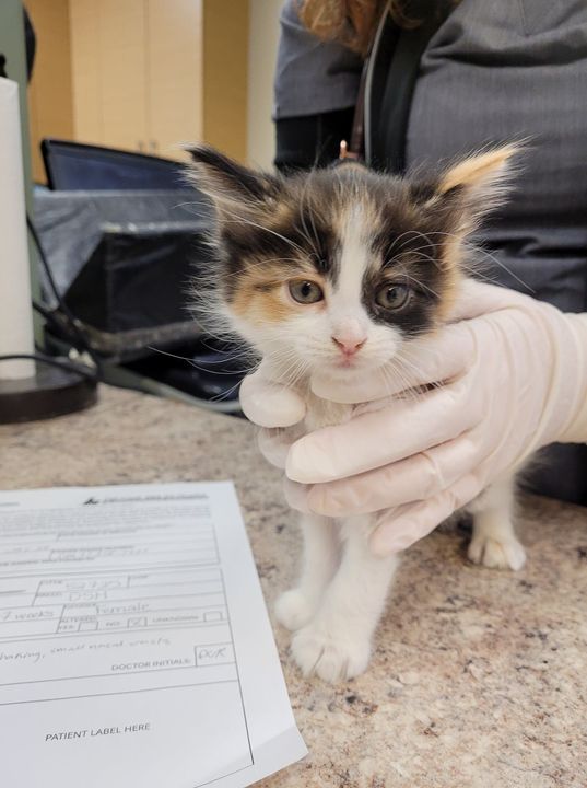 PetRecoveryYYC's tweet photo. FOUND young tricolor calico cat in #DeerRidge. Now at Fish Creek Pet Hosp, 15311 Bannister Rd SE, info@fishcreekpethospital.com 403-873-1700. If claiming must bring picture id & proof of ownership. Pls rt, share, help find family https://t.co/smUBR08FZp https://t.co/00AJrorrda