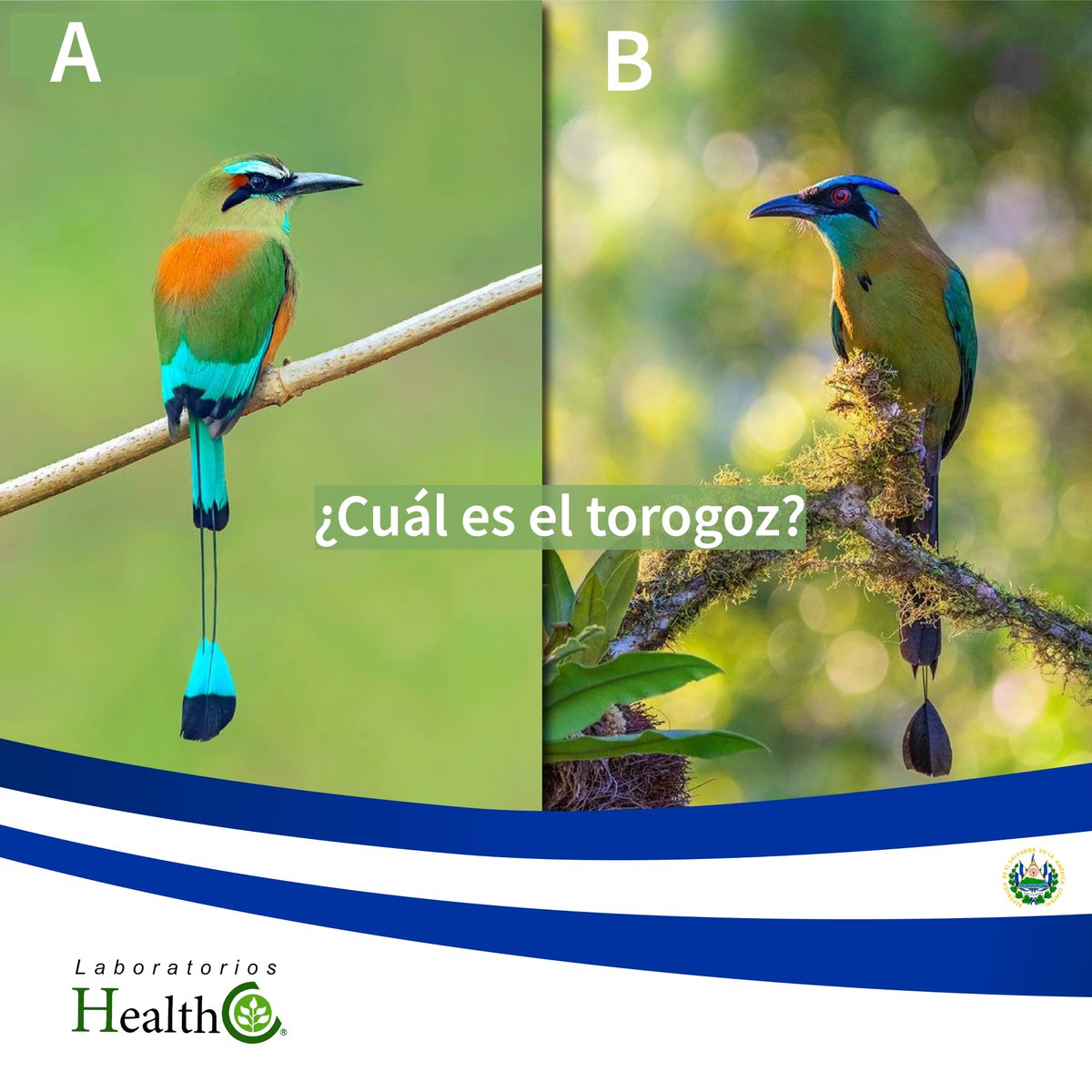 HealthcoL's tweet photo. ¿Sabes distinguir entre nuestra ave
nacional el torogoz y un talapo?
.
.
.
#salvadorians #elsalvador #vivaelsalvador
#salvadorena #torogoz #eltorogoz #classicos #salud
#eltorogoz #talapo #avenacional https://t.co/whByXDCOD2