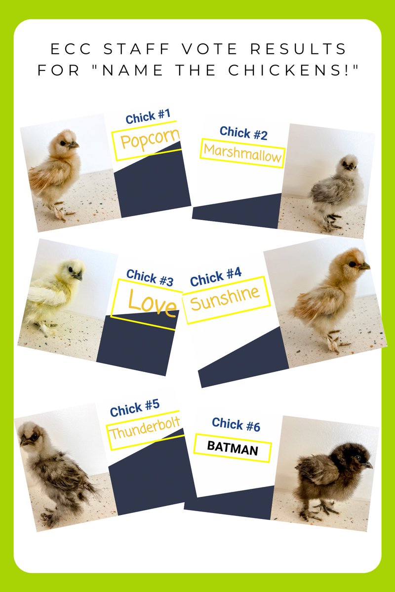 mrh_ecc's tweet photo. We refuse to raise nameless chickens here at @mrh_ecc So we asked our full staff to vote on suggested names for our barnyard buddies. The results: #sustainability #chickens https://t.co/x7txxVG2HB