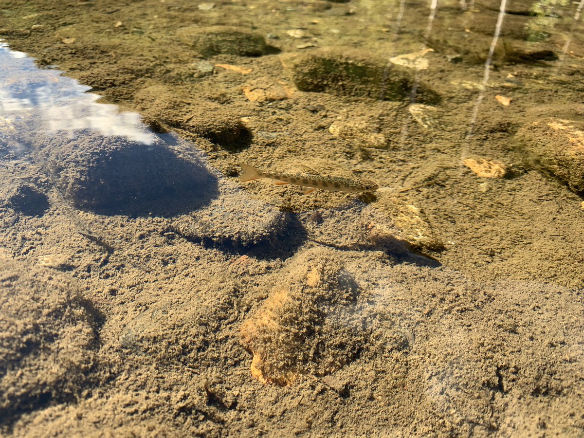 albero1819's tweet photo. 上高地にアマゴ？ヤマメ？の稚魚いた！ https://t.co/8foxlQGNv5