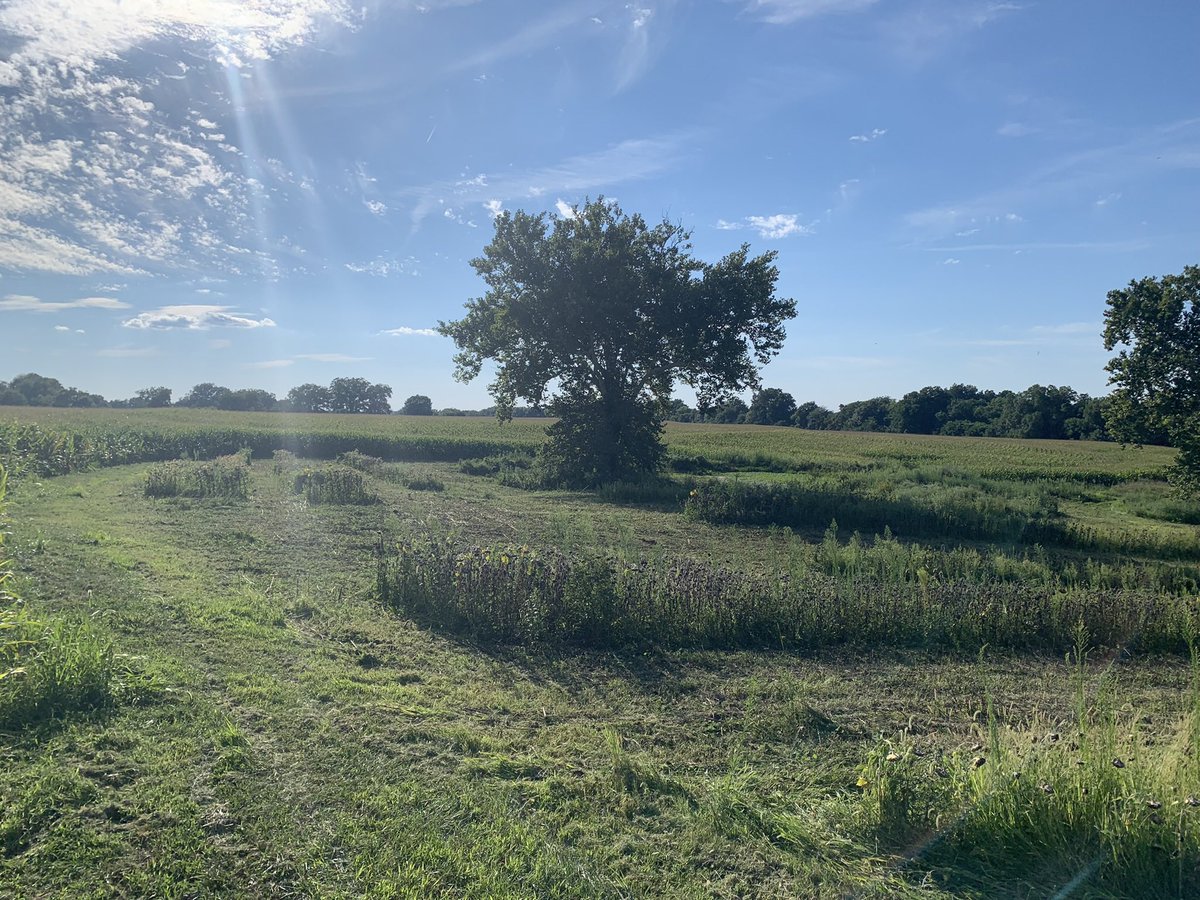 CarterKerr3's tweet image. Had a fun Dove hunt this weekend, but can’t wait for cold weather and big bucks #9days
