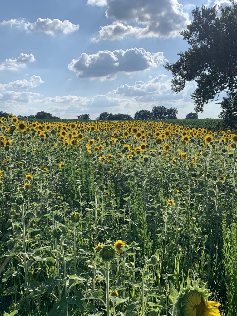CarterKerr3's tweet image. Had a fun Dove hunt this weekend, but can’t wait for cold weather and big bucks #9days