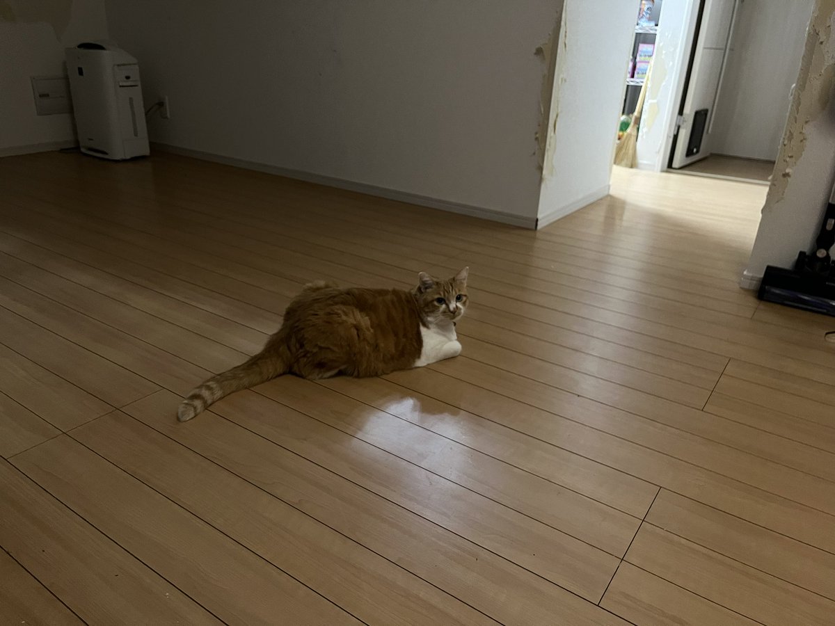 domoten37's tweet photo. ぱっぱちゃん行ってきます❗️
#domoten37 
#ぱっぱちゃん
#保護猫
#猫部屋
#猫のいる暮らし
#猫のいる生活
#猫好きさんと繋がりたい
#茶トラ
#茶白 https://t.co/7ognMzLjjS