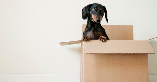 Have you recently moved home? Here are some simple steps to protect yourself and your new property.

ultimatesecuritygroup.co.uk/blog/security-…
#NewHome #MovingDay