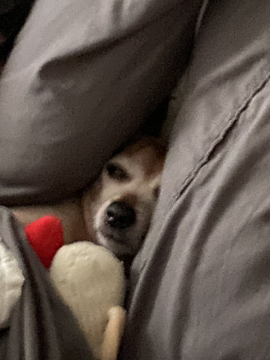 Have reached final form: bed doggie. 😌😴 📸 by: <a href="/steelrfn10/">Mike Bender</a> 
#beddog #beddoggie #bedbug #dog #dogs #dogsoftwitter #twitterdog #dogtwitter #chiweenie #chiweeniesoftwitter #chiweenietwitter #twitterchiweenie