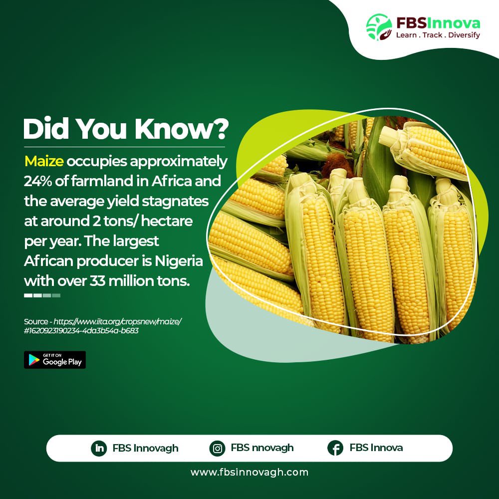 agroinnovaltd's tweet photo. It’s Titbit Tuesday, everyone! If you didn’t know, now you know! #FBSInnova #maize #Agritech #farming https://t.co/Zst59ORfTX