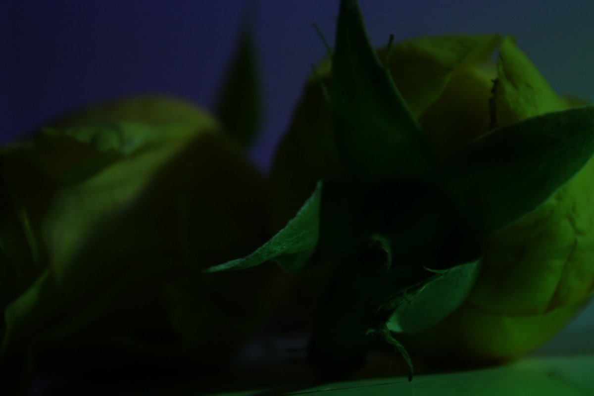 EllieMHPhotog's tweet photo. #photography #youngphotographers #botanicalphotography #naturephotography #rose #photooftheday https://t.co/unSZ2Eqnhw