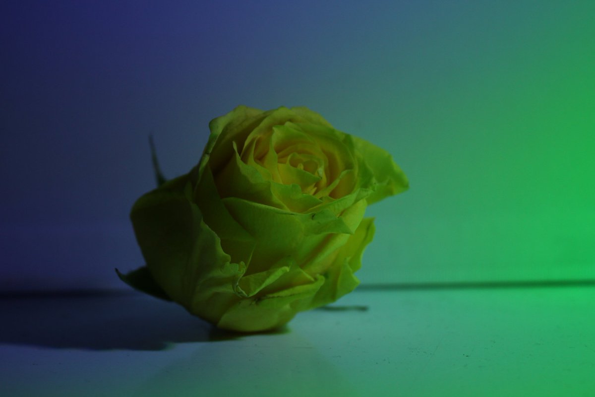 EllieMHPhotog's tweet photo. #photography #youngphotographers #botanicalphotography #naturephotography #rose #photooftheday https://t.co/unSZ2Eqnhw
