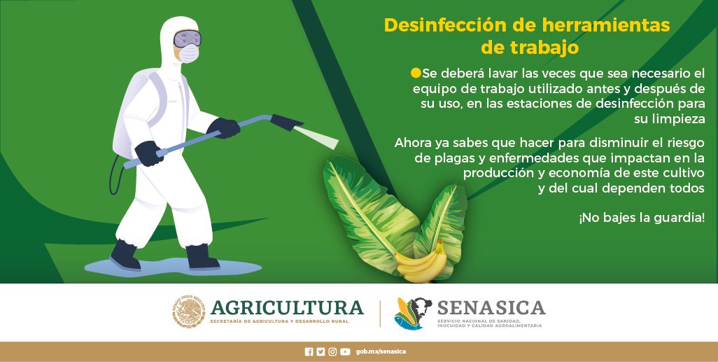 SENASICA's tweet photo. Para evitar la entrada de plagas y enfermedades que afectan a los plátanos y bananos, no menos importante es desinfectar las herramientas https://t.co/X6EzxXGo1C