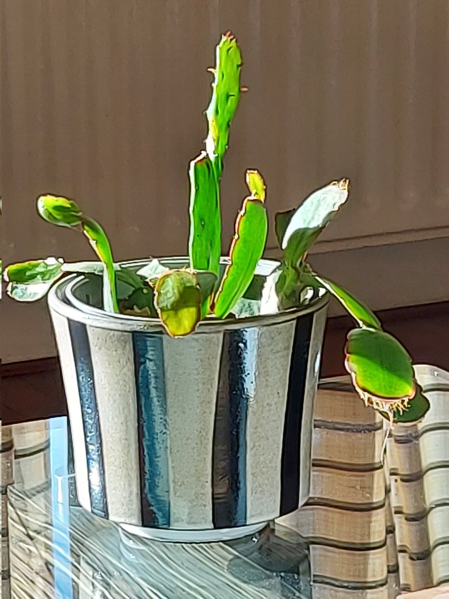 #Haiku Schone Schijn
-
Baadde in het licht
verdwenen de duisternis
lust om te leven...
-
#lidcactus #stekjes #zonovergoten