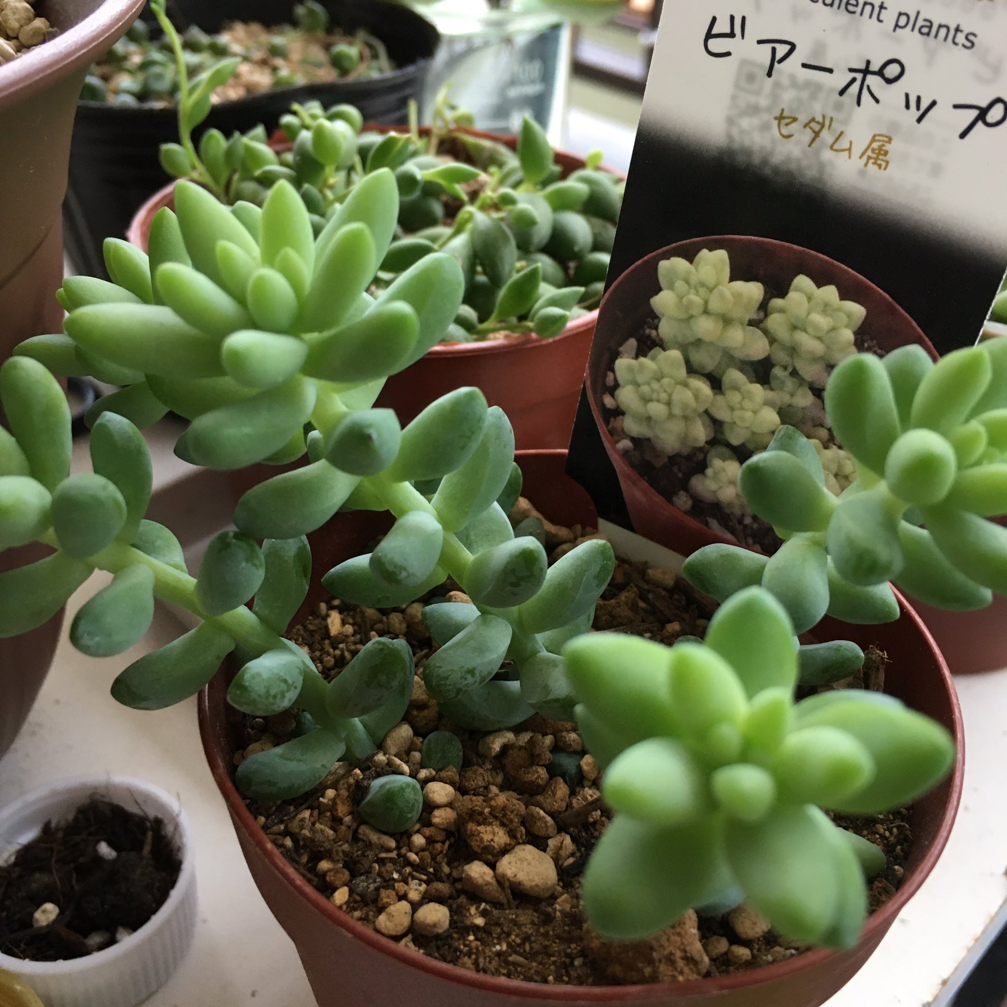 ピンクプリティ Twitter Search Twitter