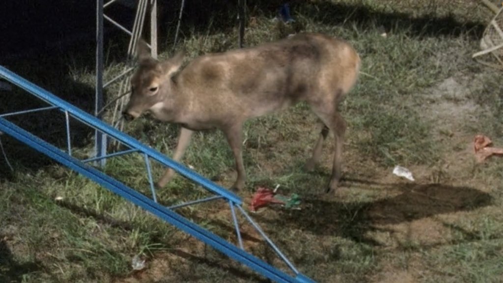 ricksprickk's tweet image. some of the walking dead’s ‘best’ CGI moments