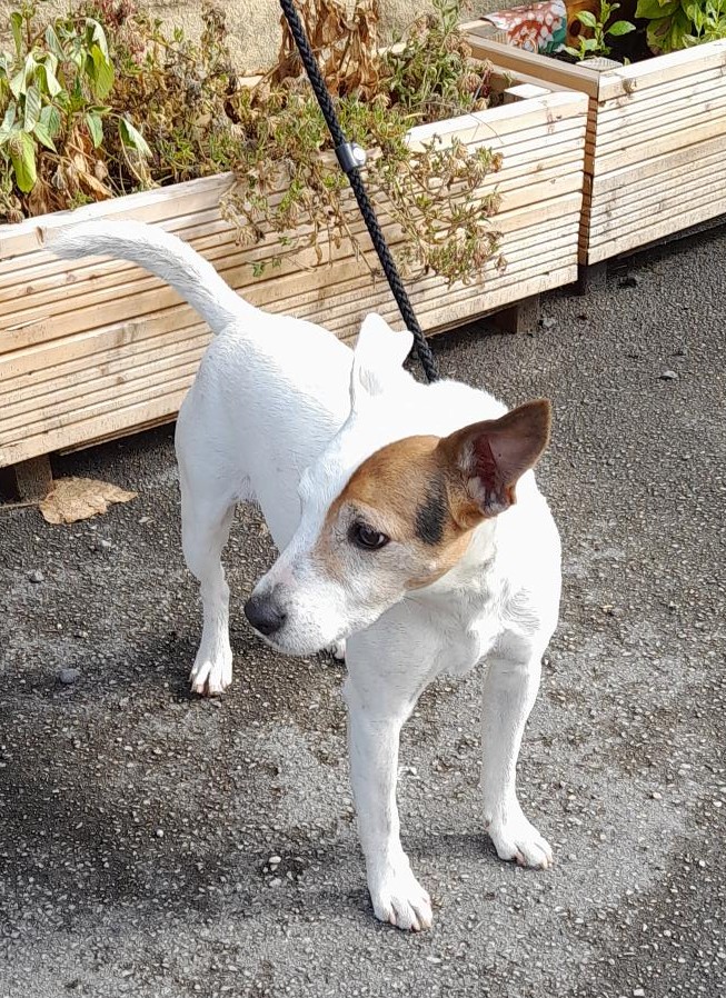 #StrayDog #found in the #Newmillerdam area, #Wakefield. Can you help find the owners please?  ☎️0345 8 506 506. Proof of ownership required &amp; all fees to be paid. facebook.com/WakefieldLostD… #Stray #FoundDog #Yorks #dogsoftwitter