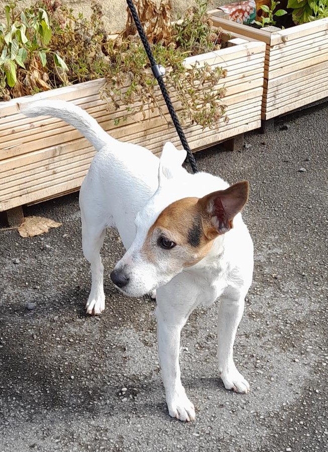 #StrayDog #found in the #Newmillerdam area, #Wakefield. Can you help find the owners please?  ☎️0345 8 506 506. Proof of ownership required & all fees to be paid. facebook.com/WakefieldLostD… #Stray #FoundDog #Yorks #dogsoftwitter