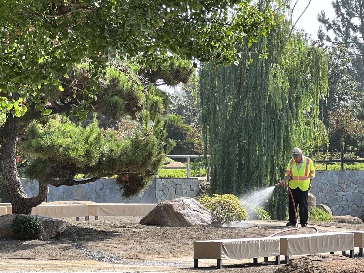 Heat waves are particularly rough on our garden. Shout-out to our gardeners for keeping the garden healthy and the DCT plant staff for continuing to produce high quality #recycledwater that keeps everything alive.

#heat #valley #sfv #losangeles #japanesegarden #drought