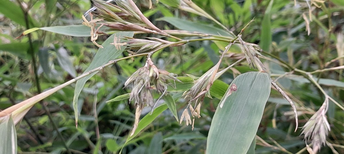 Black Bamboo Flowers in UK