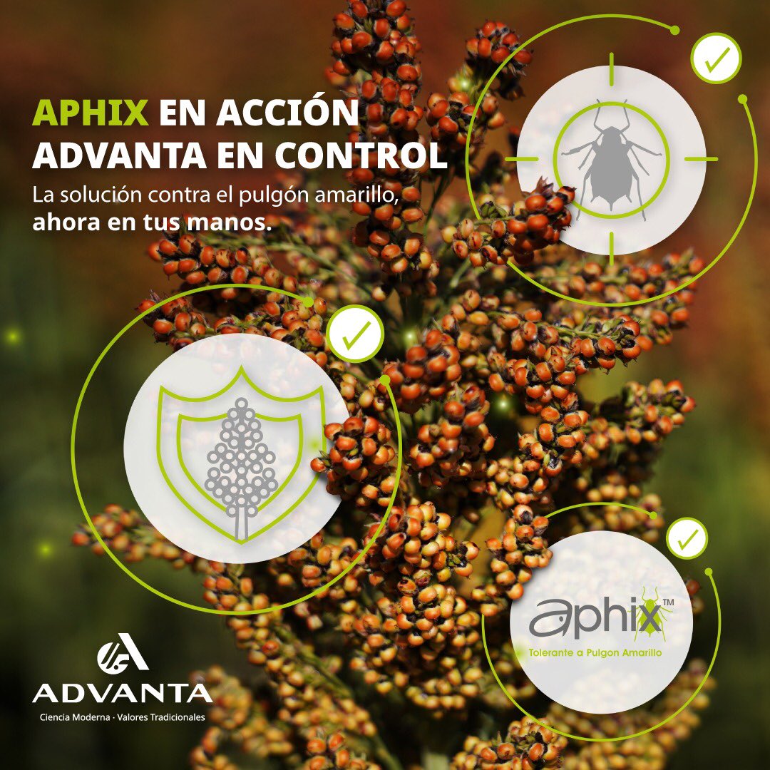 AgrofuturoSA's tweet photo. Aphix, es la nueva tecnología de #Advanta que le confiere al Sorgo la mayor tolerancia al pulgón amarillo.
En 🇺🇾, Advanta es Agrofuturo, los de siempre, como siempre.
#sorgo #agricultura #agricultores #pulgonamarillo #tecnologia #Aphix #campo #agropecuario #Agrofuturo.uy https://t.co/94aBcORkei