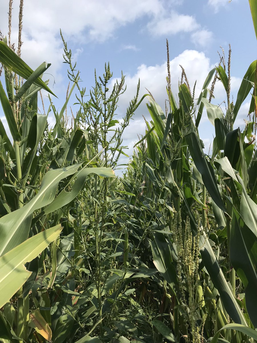 mjanders1's tweet photo. Today was full of things I don’t want to see in corn fields this time of year. Waterhemp and foliar disease! 

Heavy WH pressure this year will mean a big challenge next year. #ISUCrops https://t.co/nHUcMQDSoJ