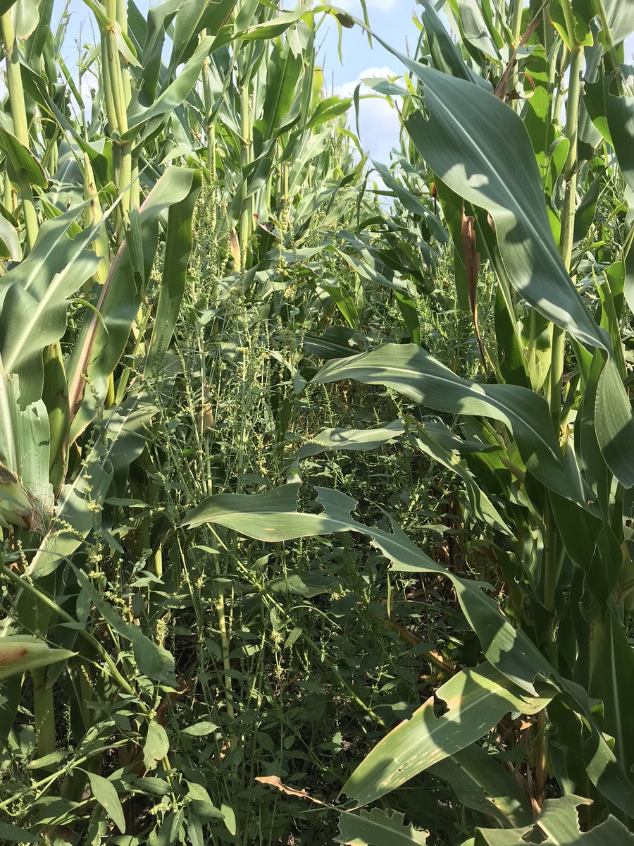 mjanders1's tweet photo. Today was full of things I don’t want to see in corn fields this time of year. Waterhemp and foliar disease! 

Heavy WH pressure this year will mean a big challenge next year. #ISUCrops https://t.co/nHUcMQDSoJ