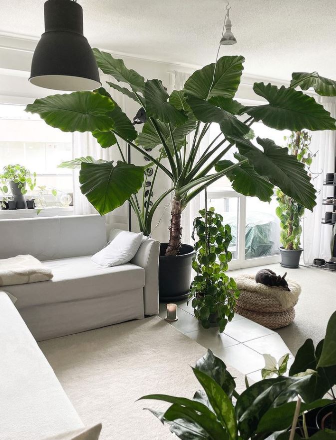 HobbyistPlant's tweet photo. Would you want this plant in your home? 🌿 https://t.co/ahUGHkTJaK