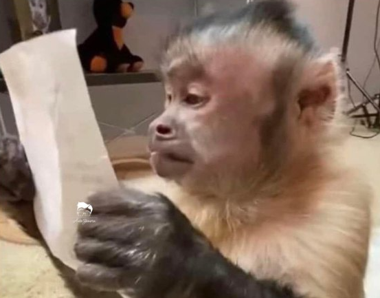 Yo viendo cuánto gasté después de decir "para eso trabajo"