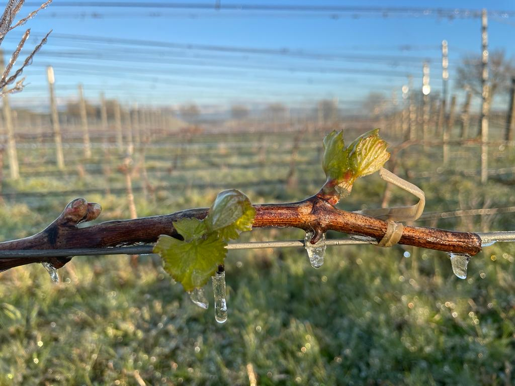 Our Chardonnay vines after a long night of frost fighting.

As the overnight temperatures drop and the frost begins to set in, the vineyard team is quick acting with carefully placed overhead sprinklers. A mist of water covers the new Chardonnay buds &amp; leaves creating a protectiv