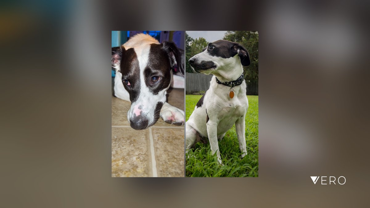 milfireguy's tweet photo. Miley
#Iphone #iphonephotos #iphonephotography #shotoniphone #iphone13 #iphone13pro #shotoniphone13 #mobilephotography
#photooftheday #photography #photoaday #photographylovers #photographylife
#dogsofvero #pets #petphotography … https://t.co/WxBae01ErV https://t.co/RI6RZ2GCu2