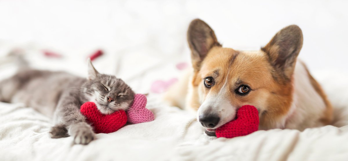 AcresVet's tweet photo. #Friends make everything better! ​
Earn $25 for you when you #refer them to our #AnimalHospital . Simply have them mention your name when they come in to save! #veterinarycare #canine #feline https://t.co/17dKVGFxgV