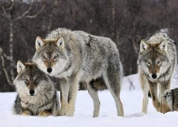 Quando nel 1995 quattordici lupi furono liberati in natura nel Parco Nazionale di Yellowstone, gli scienziati non sospettavano che ciò avrebbe cambiato radicalmente l'intero ecosistema del parco.Non c'erano lupi nel parco da 70 anni e per tutto questo tempo vi hanno regnato i 🔽