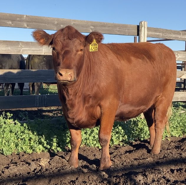 TKRanch's tweet photo. These little 2 yr old  butterball heifers make the best eating off of grass. 

#grassfattened 
#yes2beef https://t.co/LQ5R7QO1V0