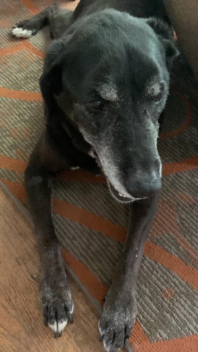 BethAMartin526's tweet photo. We had to say goodbye to our Mollie May. She was a sweet girl and we are very sad. 😭💔 #RIP https://t.co/7eYcJwP5rV