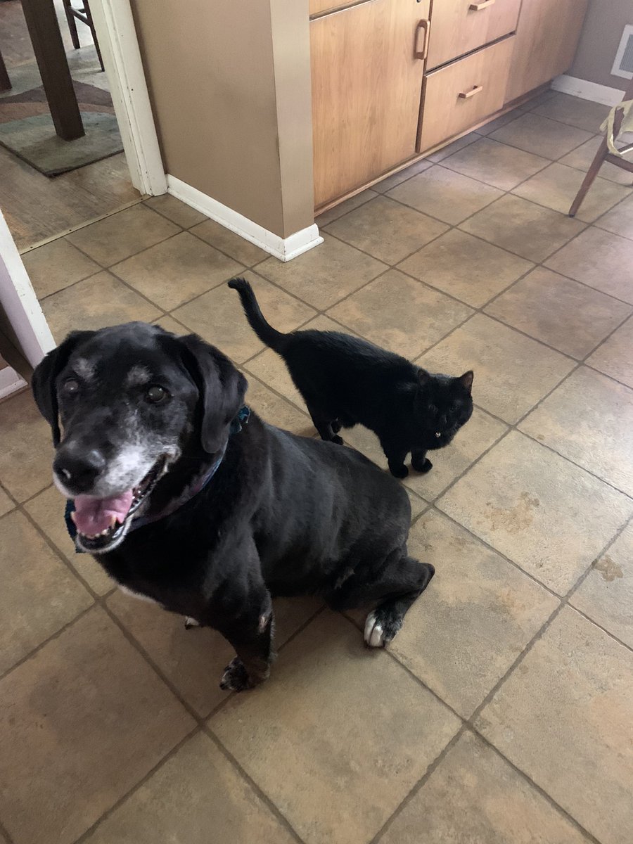 BethAMartin526's tweet photo. We had to say goodbye to our Mollie May. She was a sweet girl and we are very sad. 😭💔 #RIP https://t.co/7eYcJwP5rV