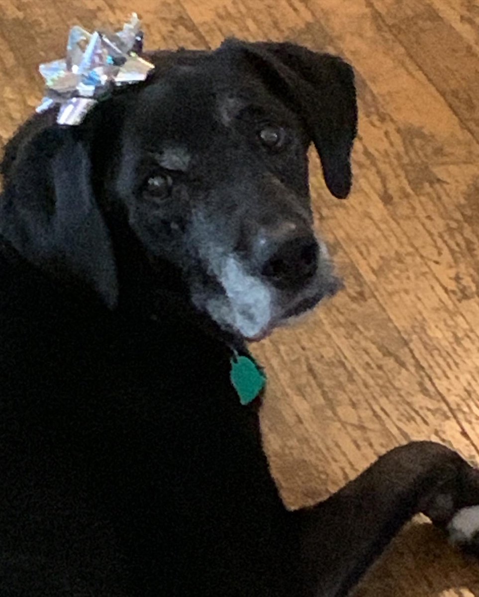 BethAMartin526's tweet photo. We had to say goodbye to our Mollie May. She was a sweet girl and we are very sad. 😭💔 #RIP https://t.co/7eYcJwP5rV