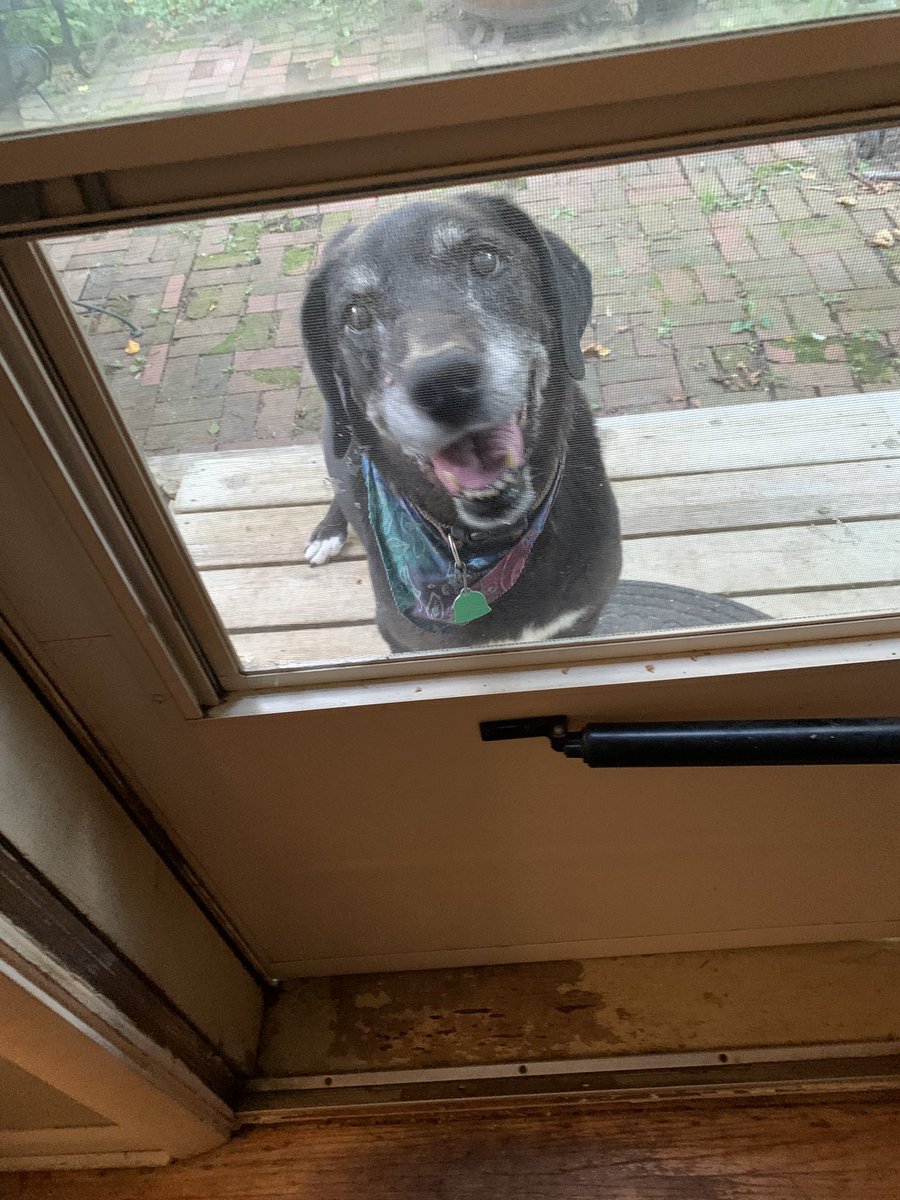 BethAMartin526's tweet photo. We had to say goodbye to our Mollie May. She was a sweet girl and we are very sad. 😭💔 #RIP https://t.co/7eYcJwP5rV