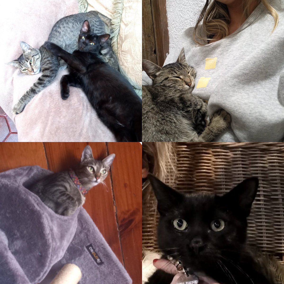 AndreaJArrati's tweet image. Tengo cuatro perros rescatados de maltrato en pensión y dos michis super nobles en casa que buscan un hogar en la Cdmx 😍

¿Me ayudas a encontrarles una buena casa, por fa? 🙏