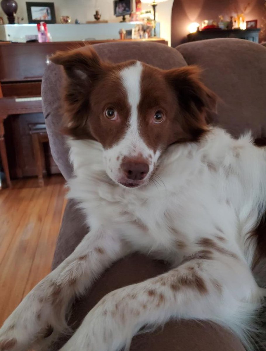 "A girl without freckles is like a night without stars."  —my dog
