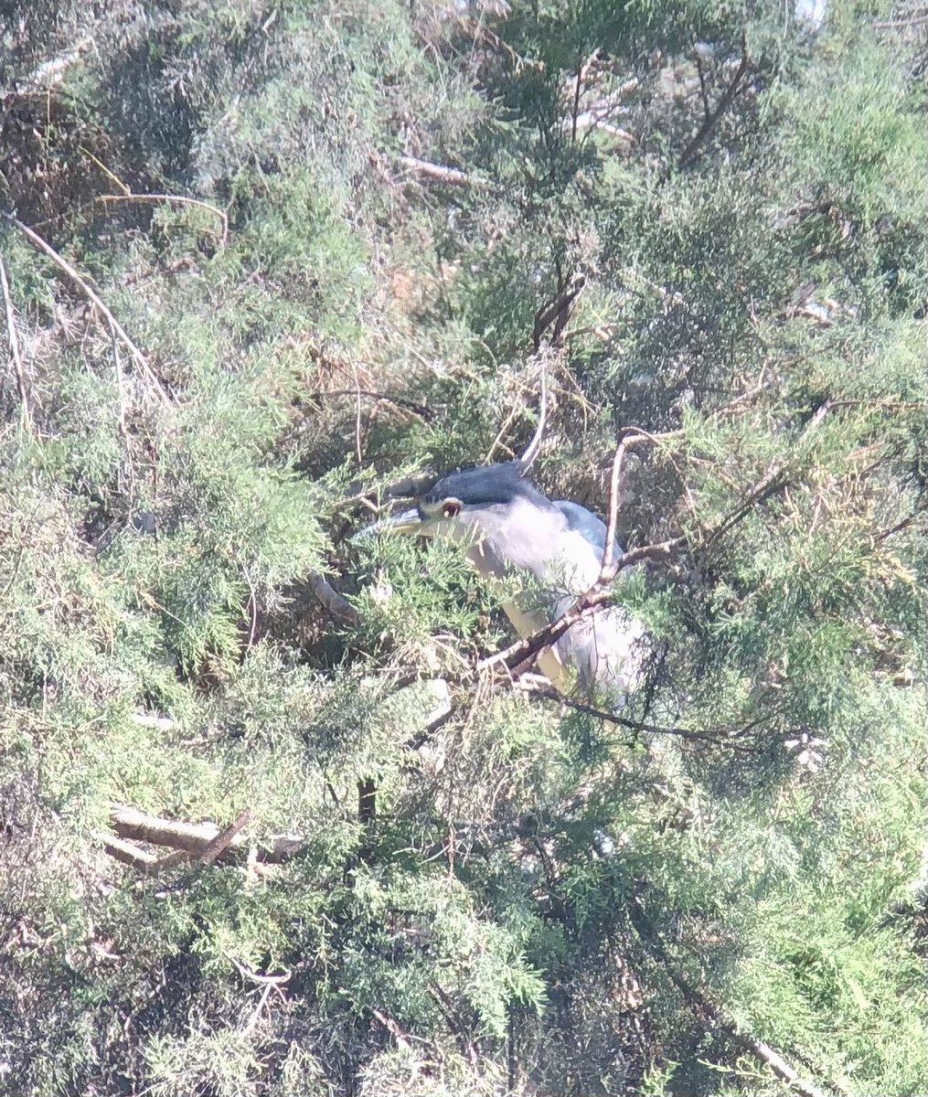 So yesterday we hit Donana; scored 104 sp in the day. So many highlights inc Caspian Terns fishing with Osprey; Black, White Storks, GW, L & C Egrets, N Heron, Spoons, Flamingoes and more waders than I can count! Ended with Little Swift colony👌pics on iPhone thro @SwarovskiOptik